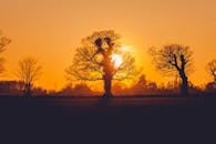 温暖的日落下，树木的剪影营造出宁静的风景