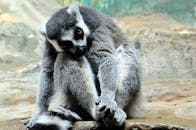 一张迷人的照片中，一只环尾狐猴若有所思地坐在户外岩石上