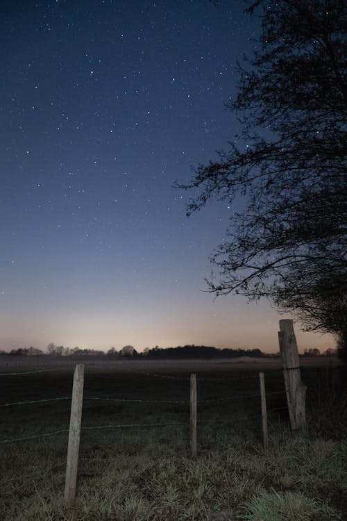 Silhouette of Trees during Night Time