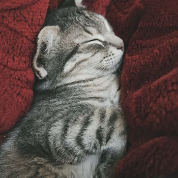 A peaceful tabby kitten sleeps contentedly on a plush red blanket, capturing a cozy moment.