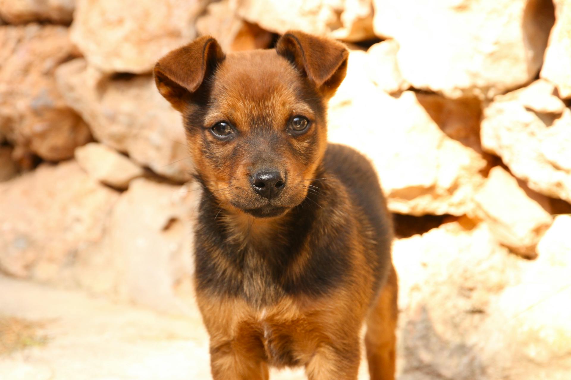 Un chiot noir et brun à poils courts sur la photo