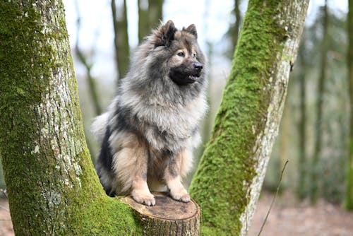 A fluffy dog sitting on a tree stump in the woods