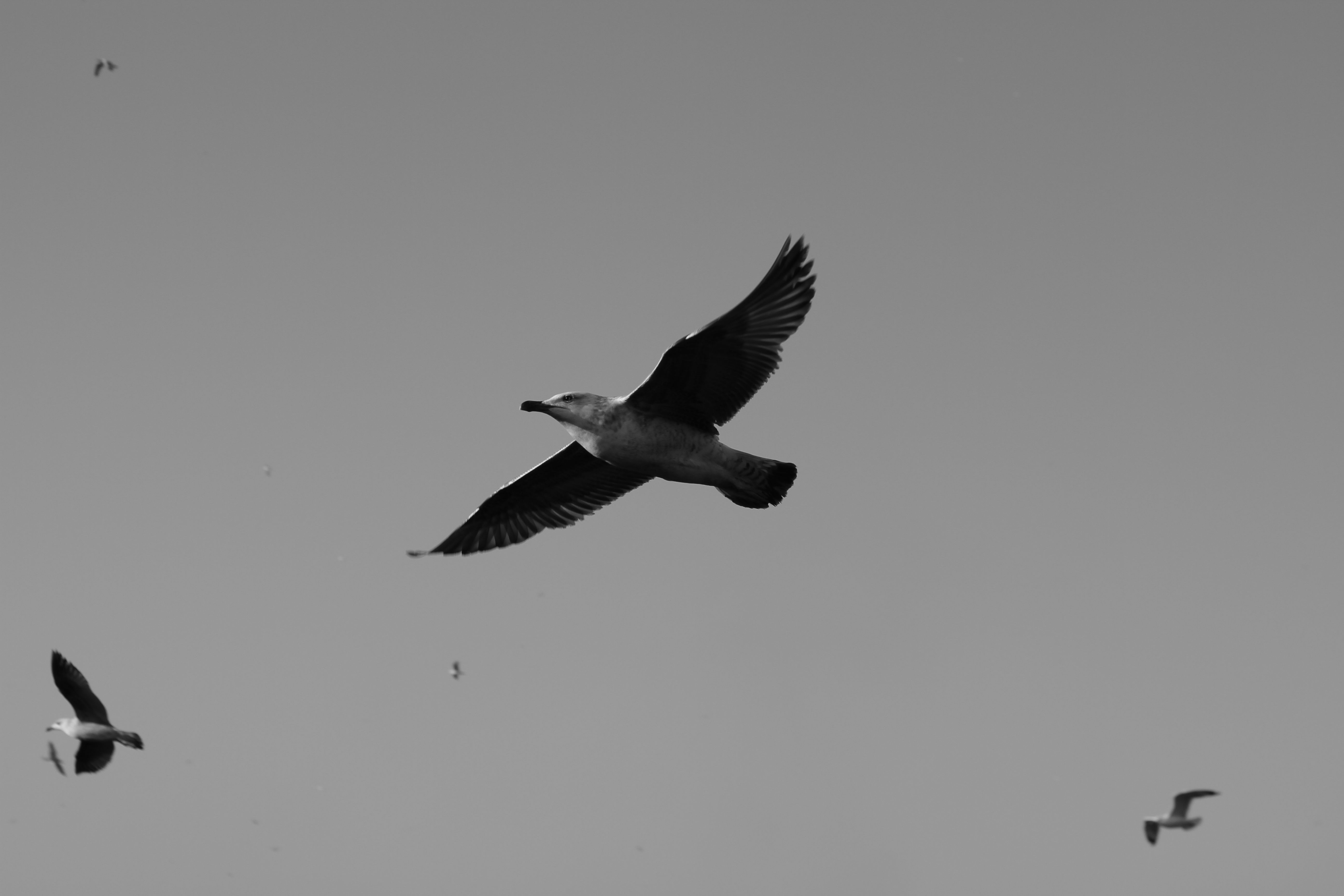 Flying Seagull in Black and White · Free Stock Photo