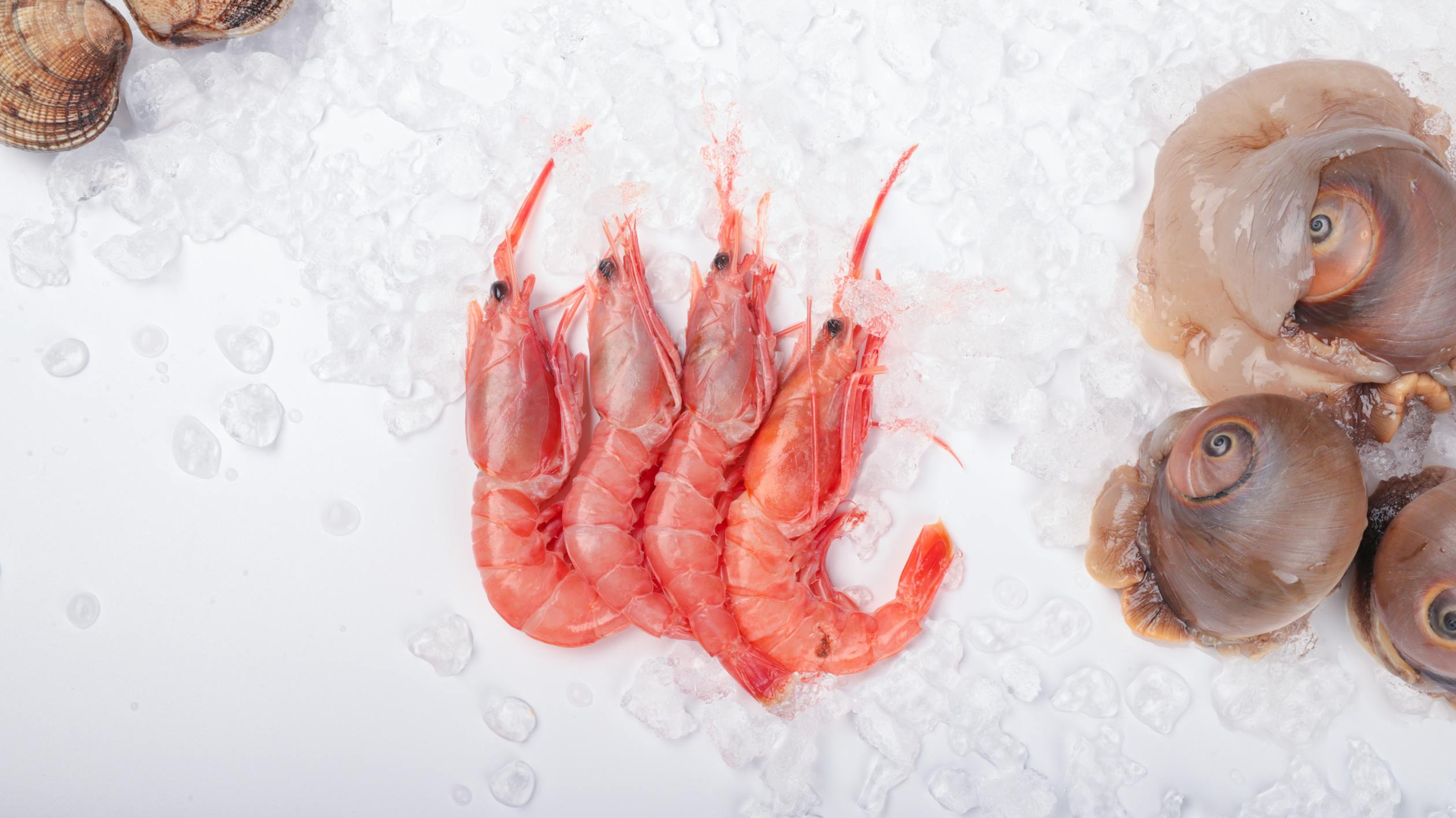 Frozen Prawns in Ice
