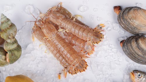 A variety of seafood including shrimp, clams and mussels