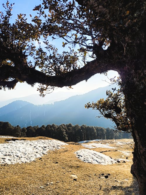 森林背景, 藍山, 陽光 的 免費圖庫相片