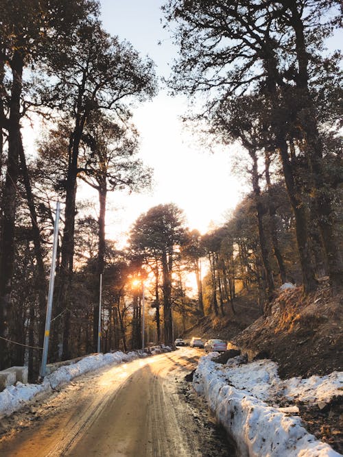 冬季, 垂直拍攝, 日出 的 免費圖庫相片
