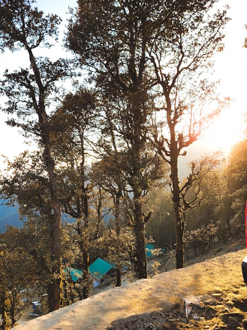 A tent is set up on a hillside with trees