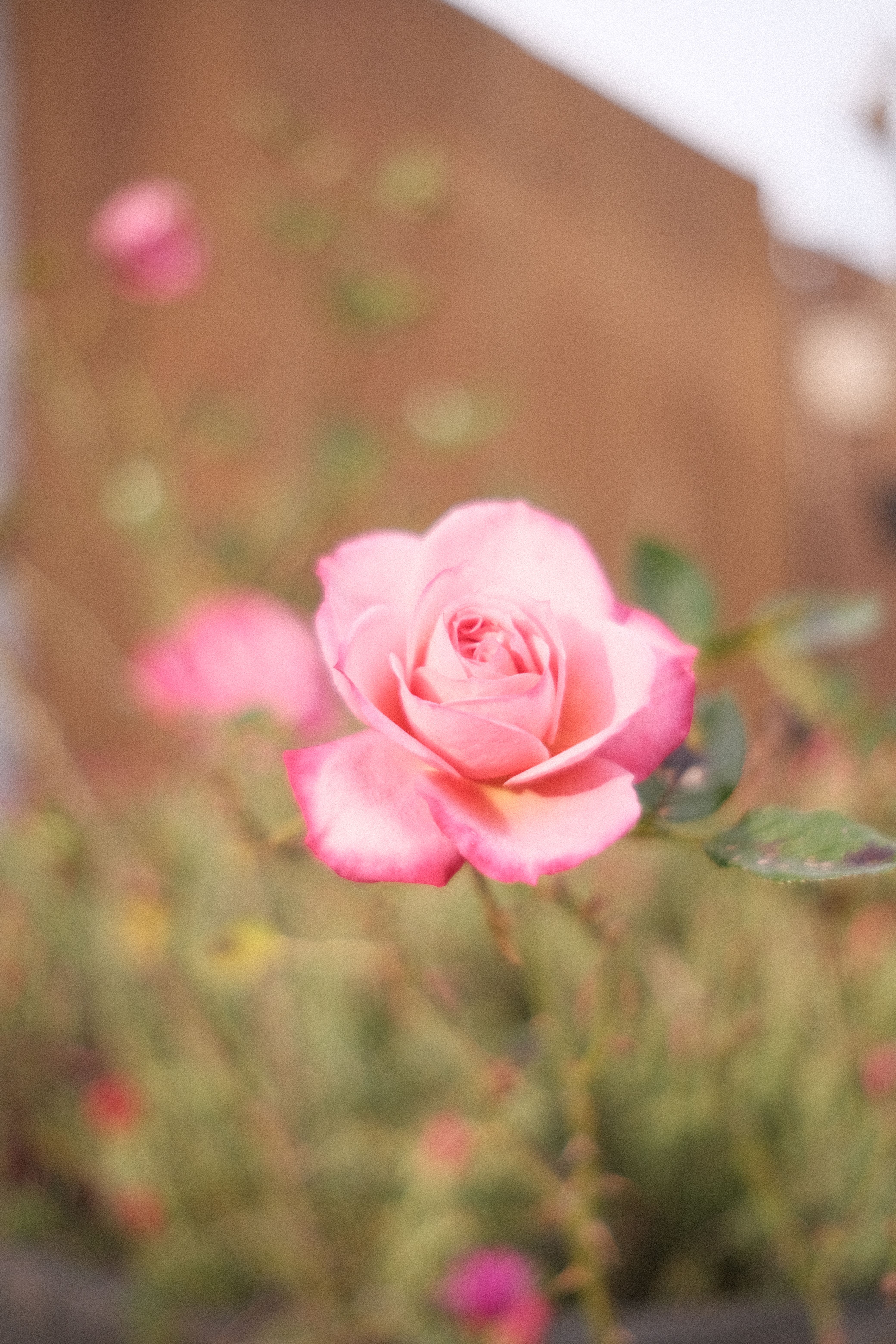Pink Rose in Nature · Free Stock Photo