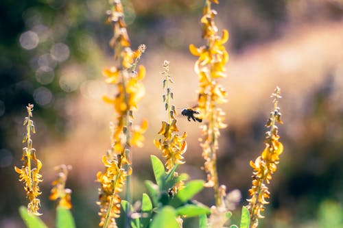 Bee Amongst Yellow Flowers