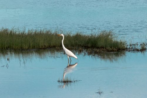 Free A serene scene capturing a heron standing gracefully in a calm wetland, reflecting in the water. Stock Photo