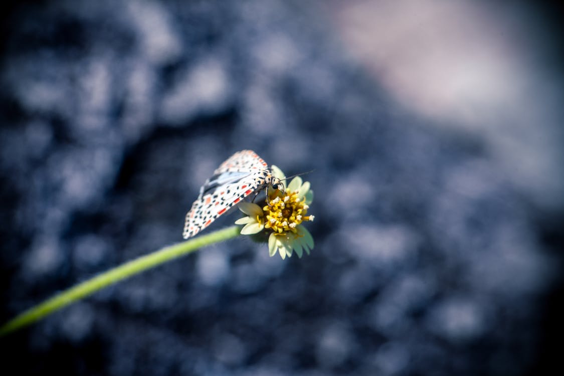 Foto d'estoc gratuïta de arna, bella naturalesa, bellesa de la natura