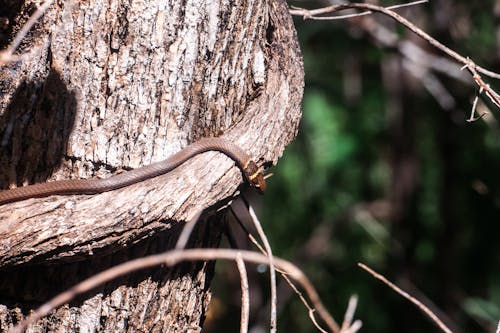 Gratis lagerfoto af brun slange, flot natur, naturens skønhed