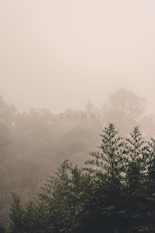 Free stock photo of calm