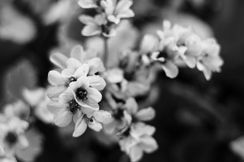 Základová fotografie zdarma na téma černobílý, jaro, květy