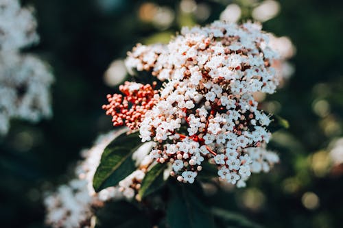 Cute white flowers 