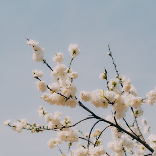 Kostenloses Stock Foto zu äste, baum, blüten