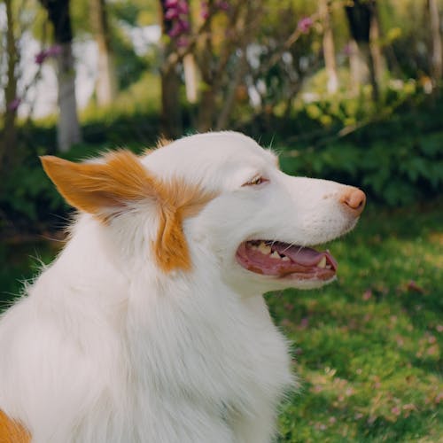 Fotos de stock gratuitas de animal, canino, césped