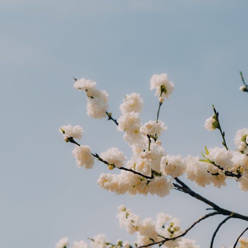 A close up of white flowers on a tree