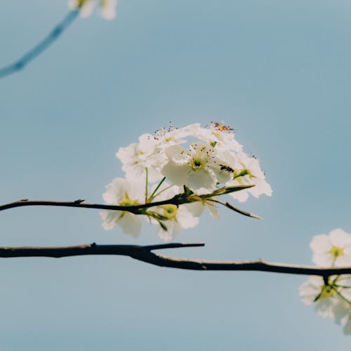 スクエアフォーマット, フローラ, 咲くの無料の写真素材