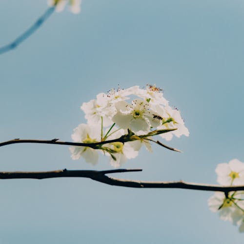 Close-up of a Branch with White Flowers against a Blue Sky 