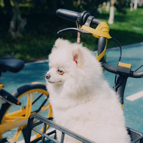 Gratis stockfoto met detailopname, dierenfotografie, fiets