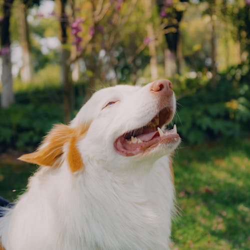 Foto stok gratis anjing, border collie, cute