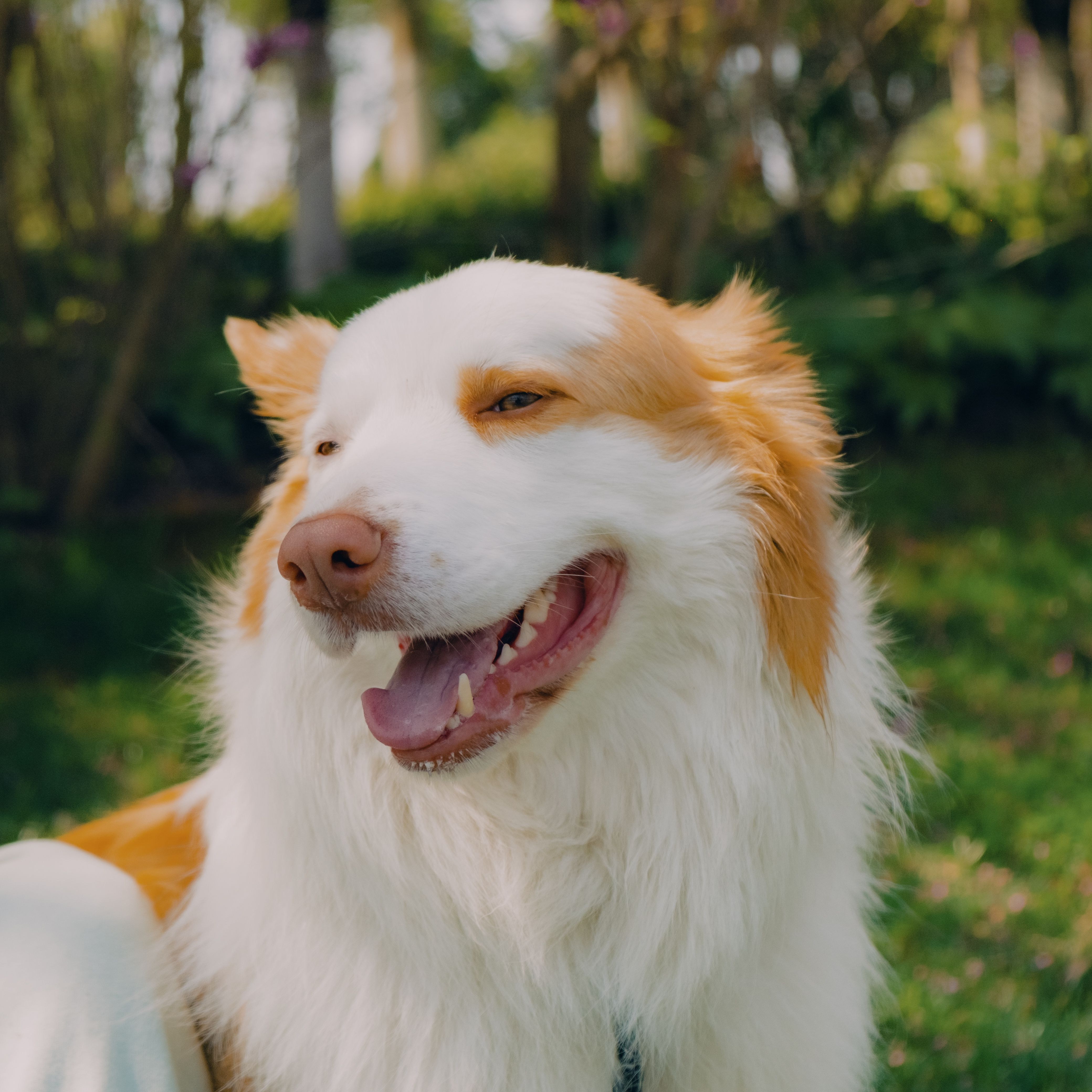 Veterinarian with happy dog at professional clinic