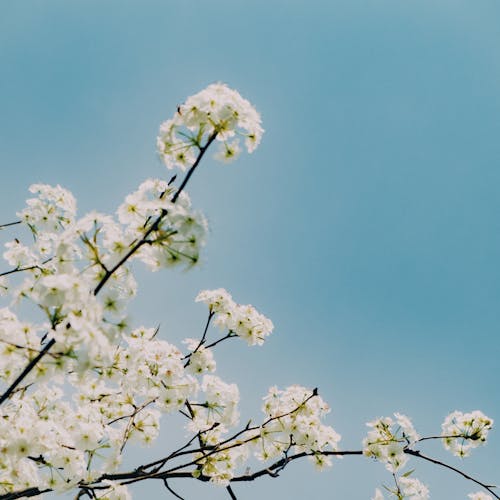 Základová fotografie zdarma na téma bílá, čisté nebe, jaro