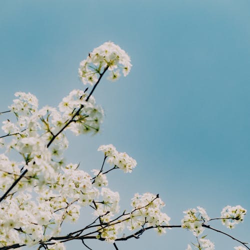 Základová fotografie zdarma na téma apple, flóra, jarní čas