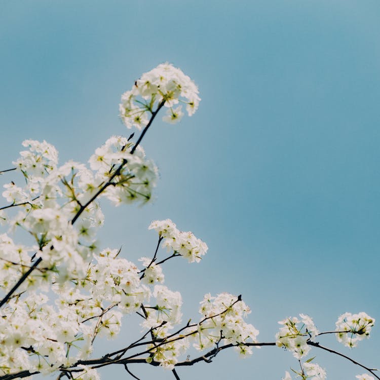 คลังภาพถ่ายฟรี ของ ขาว, ดอกไม้, ต้นไม้