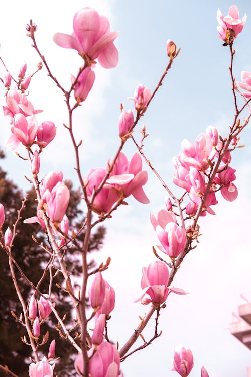 Ilmainen kuvapankkikuva tunnisteilla magnolia, pinkki kukka