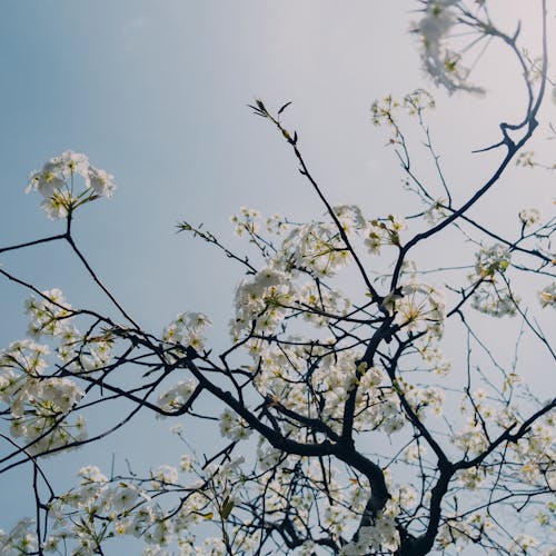 Darmowe zdjęcie z galerii z białe kwiaty, błękitne niebo, czyste niebo