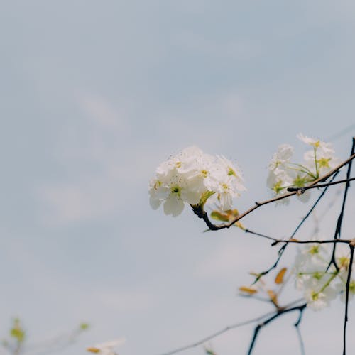 White flowers on a branch against a blue sky