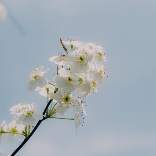 꽃잎, 봄, 자연의 무료 스톡 사진