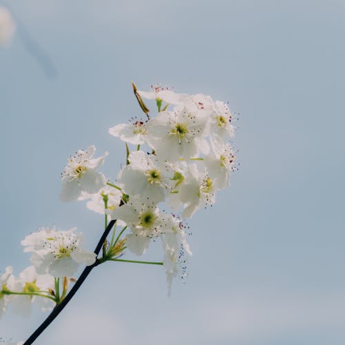 Gratis lagerfoto af æble, blad, blomme