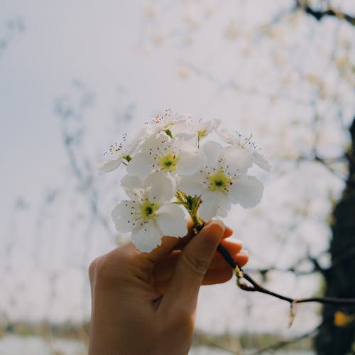 A person holding a white flower in their hand