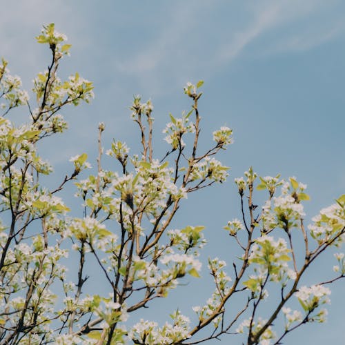 Immagine gratuita di albero, crescita, fiori bianchi