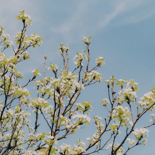 Fotos de stock gratuitas de al aire libre, apple, árbol