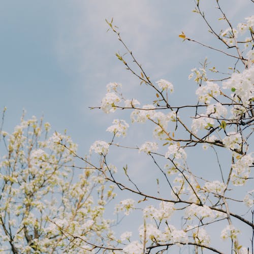 Foto stok gratis berkembang, bunga putih, cabang