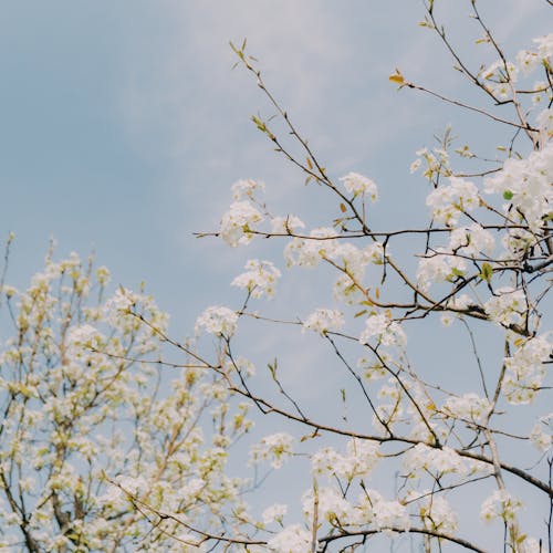 View of Flowering Trees with Delicate White Flowers 