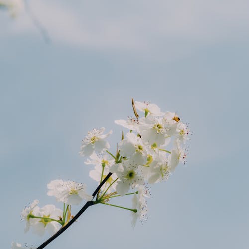 Immagine gratuita di fiori bianchi, molla, ramo