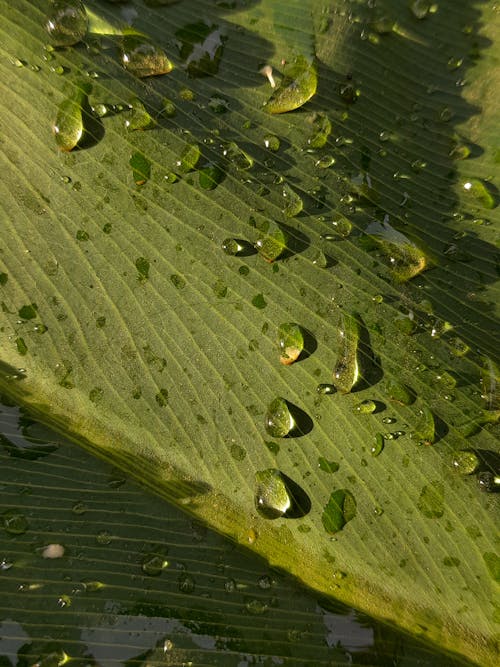 Droplets on a Leaf 
