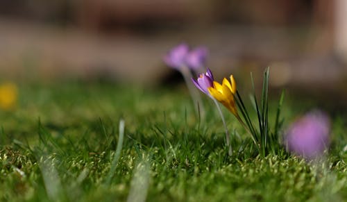 Fotos de stock gratuitas de amarillo, azafrán, césped