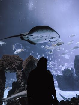 A person silhouetted against manta rays and fish in a dimly lit aquarium setting.