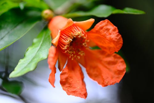 Darmowe zdjęcie z galerii z granat, kwiat, liście
