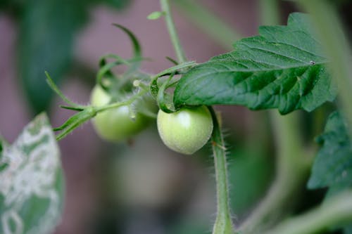 Tomato plant with green leaves and green fruit