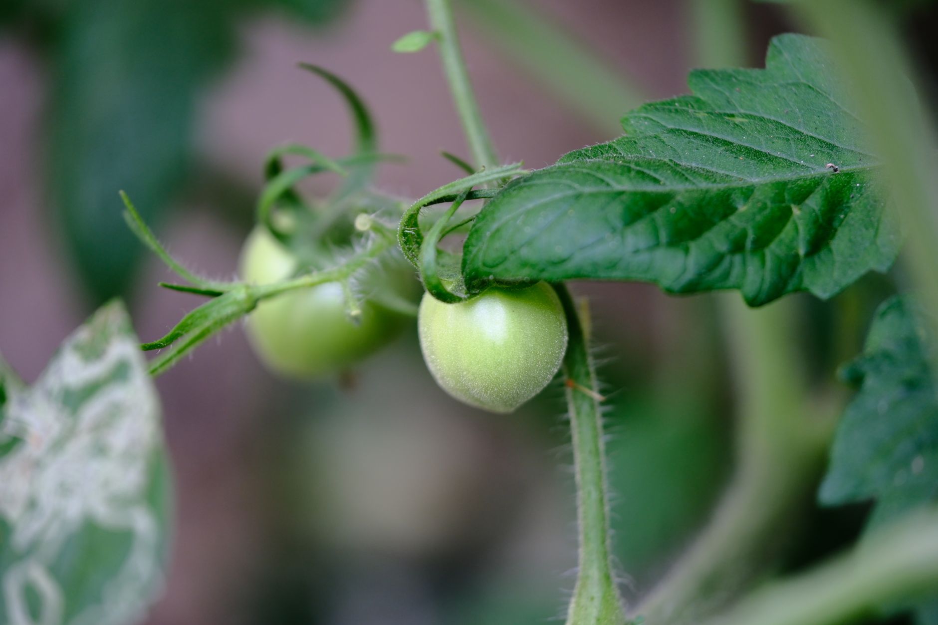 Manchas necróticas de Alternaria en tomate en hojas de cultivo en invernadero