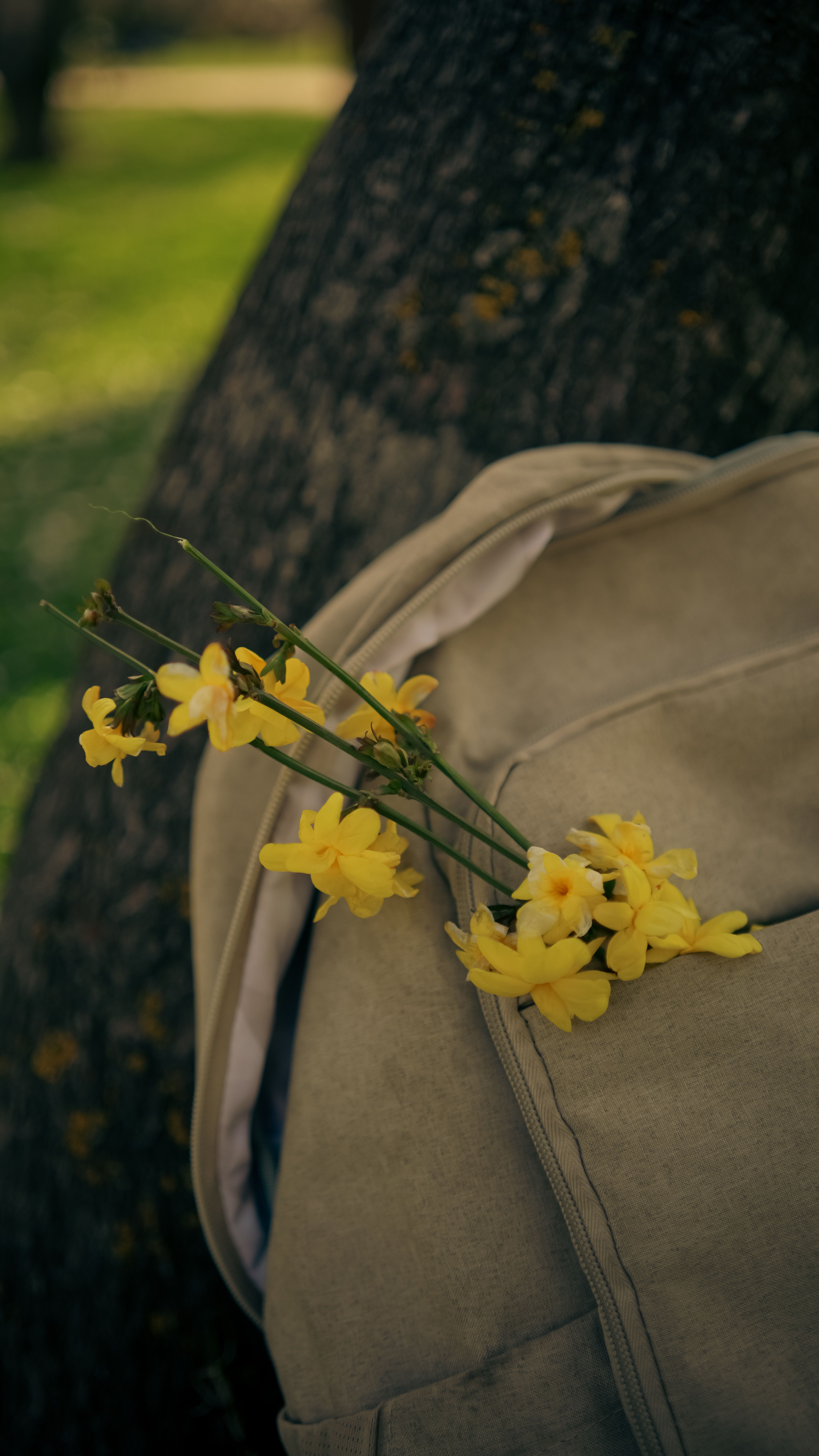 Yellow flowers peeking from a backpack against a tree, captured in a serene outdoor setting.