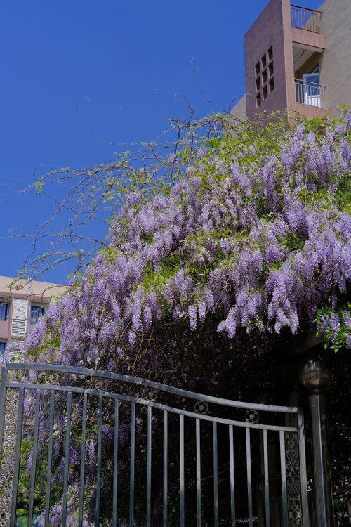 Free Vibrant purple wisteria cascading over a gate in a city setting during spring. Stock Photo